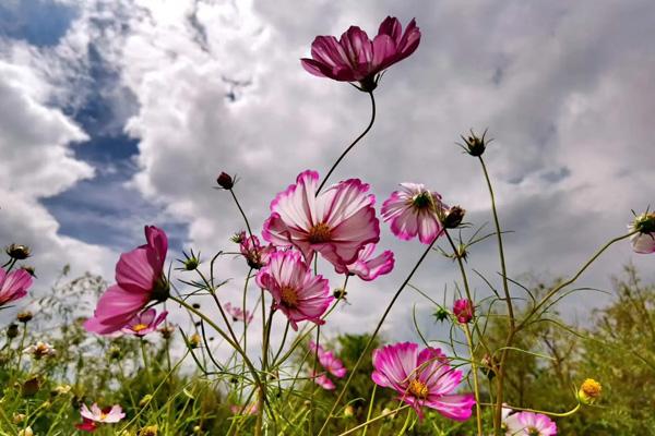 柳州五月哪里有花看 柳州五月哪里有花看