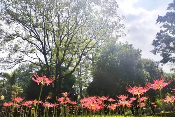 柳州五月哪里有花看 柳州五月哪里有花看