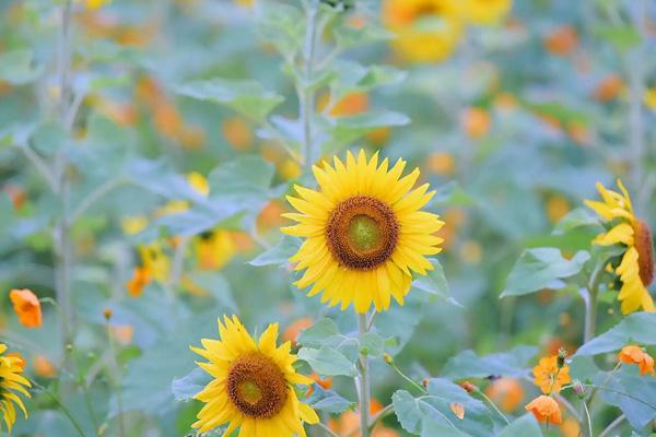 柳州五月哪里有花看 柳州五月哪里有花看