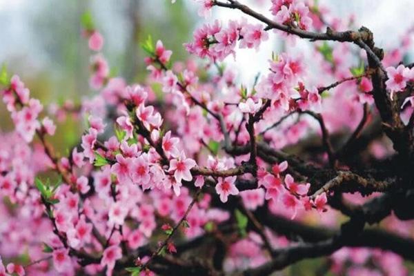 柳州哪里有桃花 柳州哪里有桃花