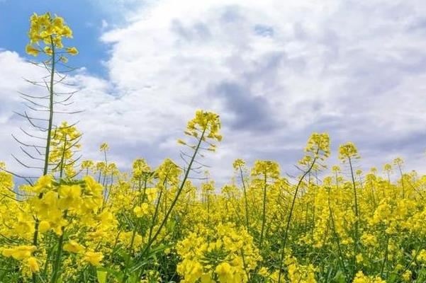 2024長沙鵝洲島油菜花具體位置及最佳賞花時(shí)間