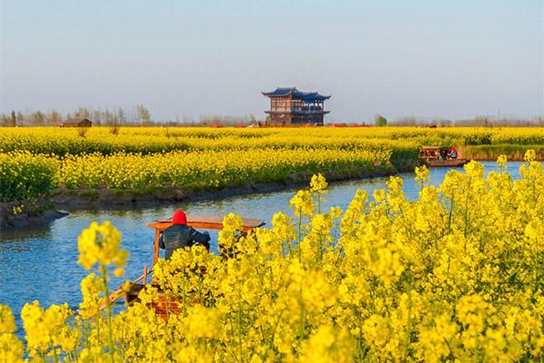 2024長沙鵝洲島油菜花具體位置及最佳賞花時(shí)間