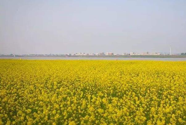 2024長沙鵝洲島油菜花具體位置及最佳賞花時(shí)間