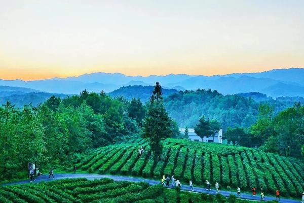 貴陽(yáng)采茶的地方在哪里 貴陽(yáng)采茶的地方在哪里