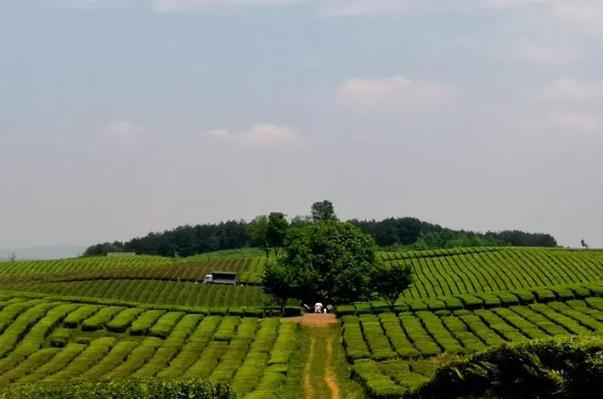 貴陽(yáng)采茶的地方在哪里 貴陽(yáng)采茶的地方在哪里