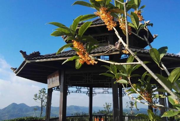 貴陽(yáng)采茶的地方在哪里 貴陽(yáng)采茶的地方在哪里