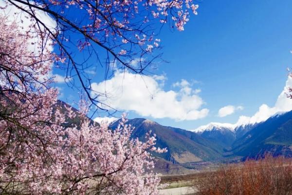 國(guó)內(nèi)春天賞花最佳地點(diǎn)