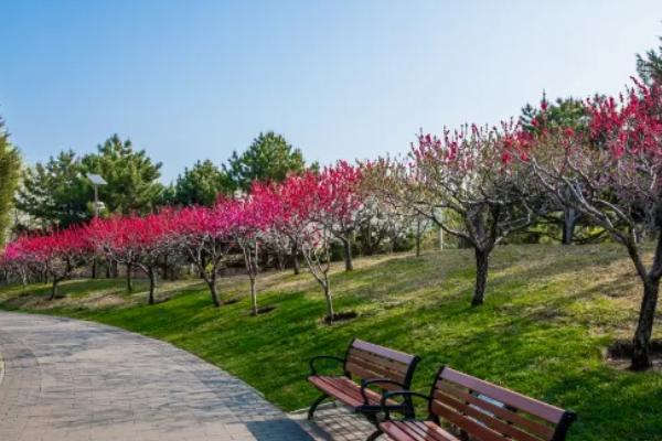 江陰賞花好地方有哪些 江陰賞花好地方有哪些