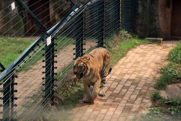 長沙生態(tài)動物園游玩攻略 一日游最佳路線 長沙生態(tài)動物園游玩攻略 一日游最佳路線
