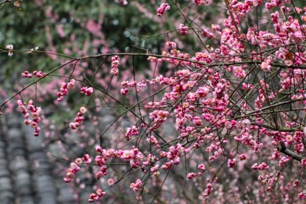 2024成都春花觀賞指數(shù) 2024成都春花觀賞指數(shù)