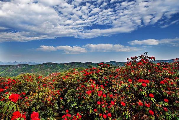 2024成都春花觀賞指數(shù) 2024成都春花觀賞指數(shù)