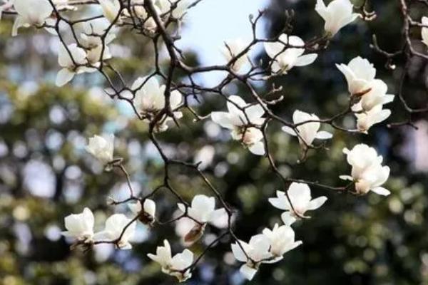 上海玉蘭花賞花地點有哪些 上海玉蘭花賞花地點有哪些