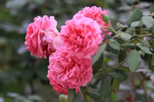 2024成都春花觀賞指數(shù) 2024成都春花觀賞指數(shù)