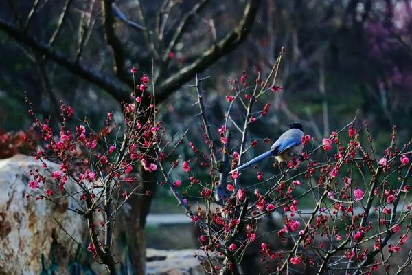 揚州春天賞花的地方 揚州春天賞花的地方