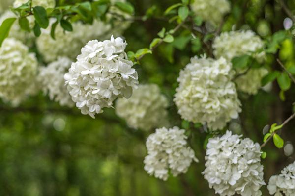 揚州春天賞花的地方 揚州春天賞花的地方