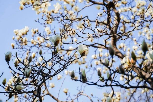 揚州春天賞花的地方 揚州春天賞花的地方