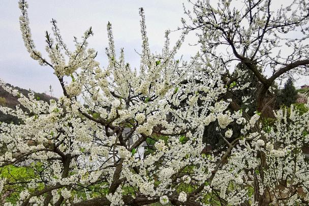 麗江看花的地方有哪些 麗江看花的地方有哪些