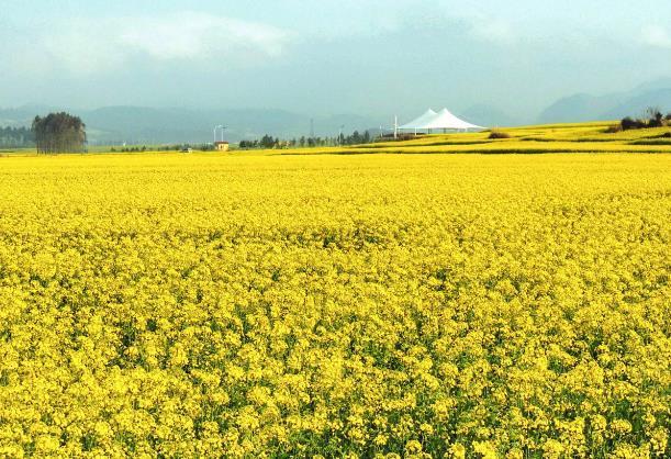 麗江看花的地方有哪些 麗江看花的地方有哪些