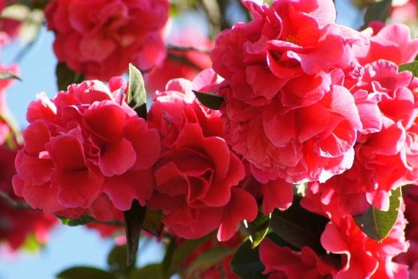 麗江看花的地方有哪些 麗江看花的地方有哪些