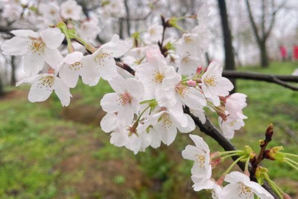 2024貴安櫻花園擺渡車價(jià)格多少 2024貴安櫻花園擺渡車價(jià)格多少