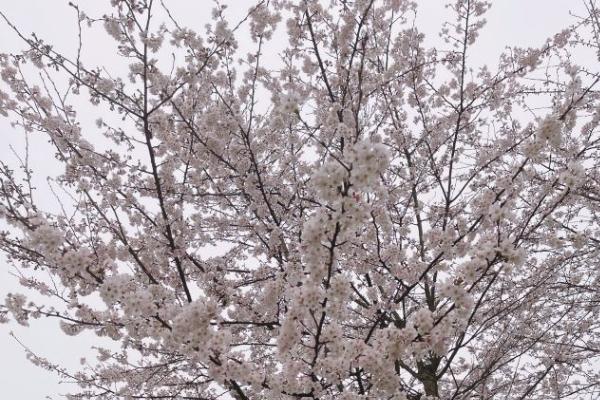 2024貴安櫻花園擺渡車價(jià)格多少 2024貴安櫻花園擺渡車價(jià)格多少