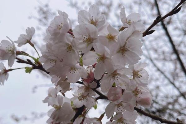 2024貴安櫻花園擺渡車價(jià)格多少 2024貴安櫻花園擺渡車價(jià)格多少