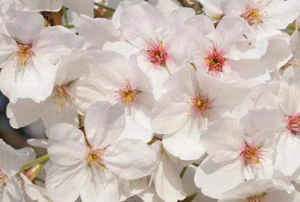 2024無錫櫻花花期預(yù)報 無錫櫻花什么時候開花 2024無錫櫻花花期預(yù)報 無錫櫻花什么時候開花