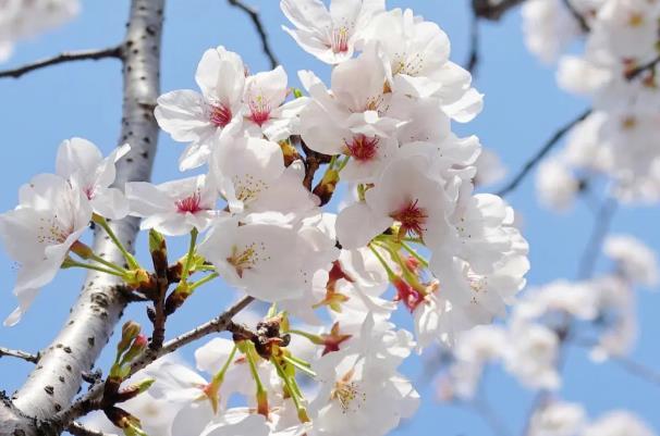 2024無錫櫻花花期預(yù)報 無錫櫻花什么時候開花 2024無錫櫻花花期預(yù)報 無錫櫻花什么時候開花