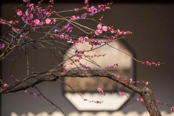南京看梅花的地方在哪 南京看梅花的地方在哪