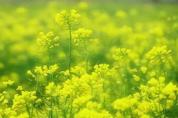 溫州油菜花哪里好看 溫州油菜花哪里好看