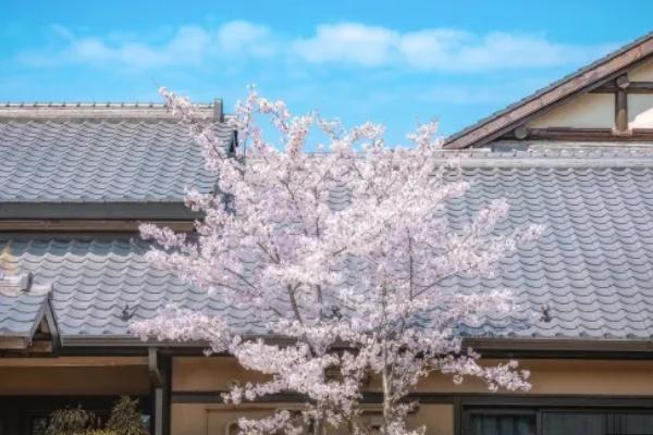 無錫拈花灣櫻花什么時(shí)候開2024 最佳賞櫻時(shí)間及賞櫻地點(diǎn) 無錫拈花灣櫻花什么時(shí)候開2024 最佳賞櫻時(shí)間及賞櫻地點(diǎn)