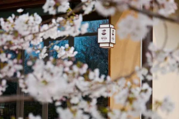 無錫拈花灣櫻花什么時(shí)候開2024 最佳賞櫻時(shí)間及賞櫻地點(diǎn) 無錫拈花灣櫻花什么時(shí)候開2024 最佳賞櫻時(shí)間及賞櫻地點(diǎn)