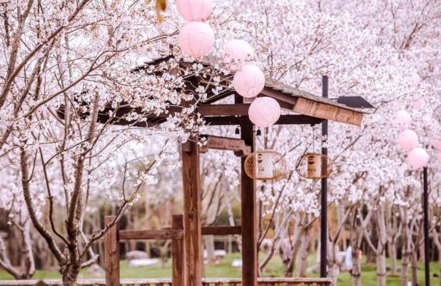 無錫拈花灣櫻花什么時(shí)候開2024 最佳賞櫻時(shí)間及賞櫻地點(diǎn) 無錫拈花灣櫻花什么時(shí)候開2024 最佳賞櫻時(shí)間及賞櫻地點(diǎn)