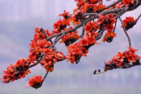 深圳哪里看木棉花 深圳哪里看木棉花