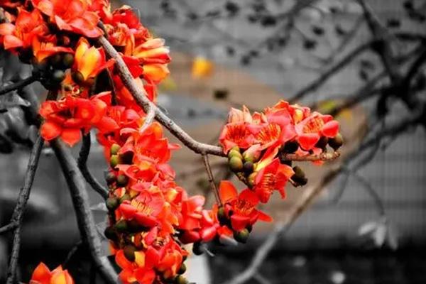 深圳哪里看木棉花 深圳哪里看木棉花