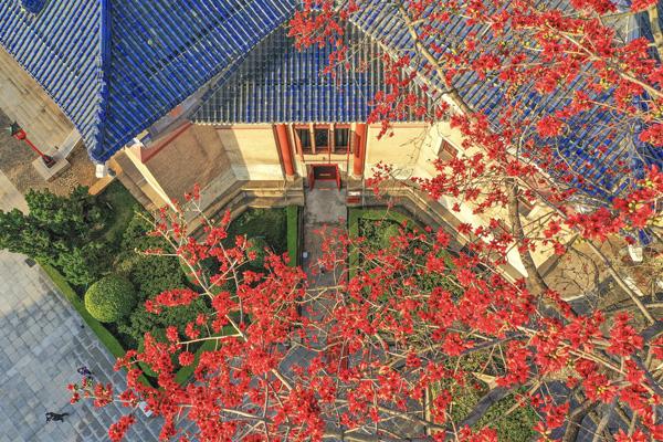 廣州木棉花在哪里看 廣州木棉花在哪里看