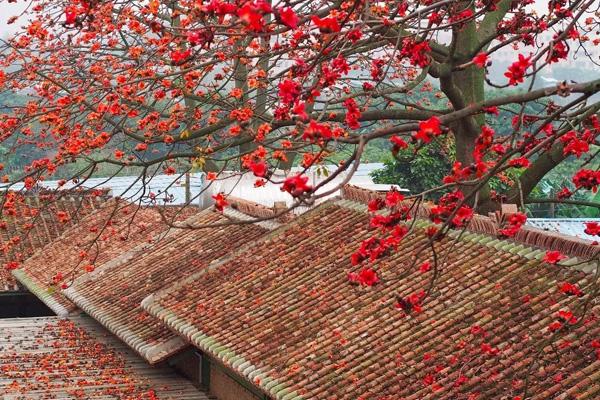 廣州木棉花在哪里看 廣州木棉花在哪里看