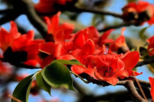 廣州木棉花在哪里看 廣州木棉花在哪里看