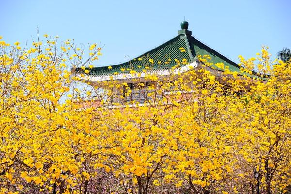 廣州哪里有黃花風(fēng)鈴木