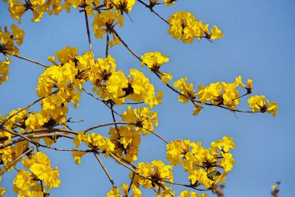 廣州哪里有黃花風(fēng)鈴木