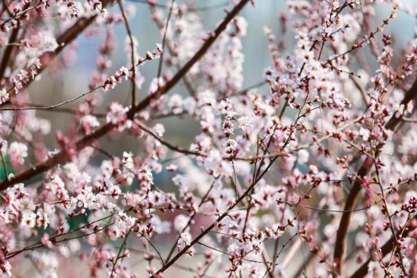 2024天津運河桃花節(jié)在哪里舉行 2024天津運河桃花節(jié)在哪里舉行