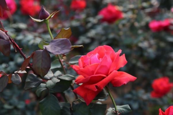 深圳月季花展2024在哪里舉行 深圳月季花展2024在哪里舉行