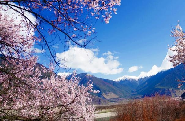 2024林芝桃花節(jié)時間 林芝桃花賞花攻略 2024林芝桃花節(jié)時間 林芝桃花賞花攻略