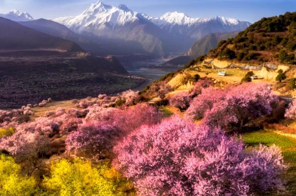 2024林芝桃花節(jié)時間 林芝桃花賞花攻略 2024林芝桃花節(jié)時間 林芝桃花賞花攻略