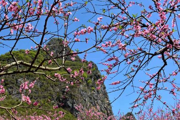 南寧哪里看桃花最好比較好 南寧哪里看桃花最好比較好