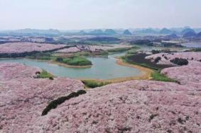 貴陽春季賞花地點有哪些