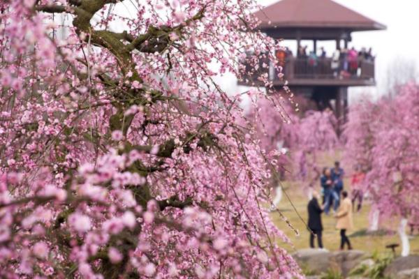 2024成都問花村在哪里門票價格及開放時間 2024成都問花村在哪里門票價格及開放時間