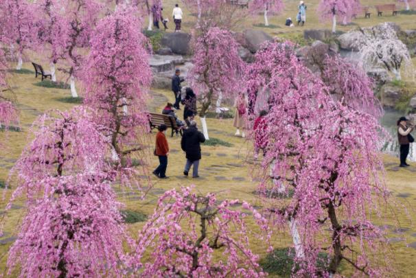 2024成都問花村在哪里門票價格及開放時間 2024成都問花村在哪里門票價格及開放時間