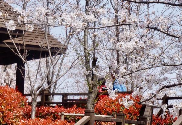 2024上海櫻花節(jié)時間 最佳觀賞位置+門票 2024上海櫻花節(jié)時間 最佳觀賞位置+門票