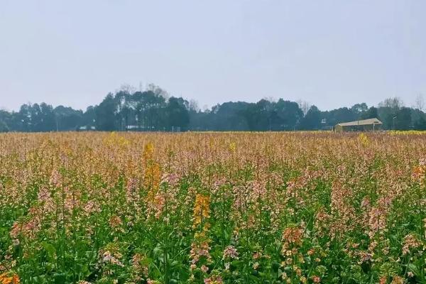 成都有什么賞花的地方 成都有什么賞花的地方